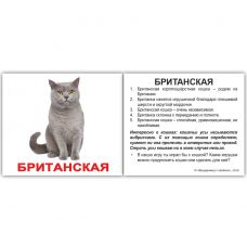 "Породи кішок з фактами" МІНІ 40