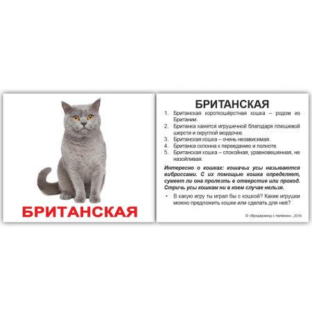 "Породи кішок з фактами" МІНІ 40