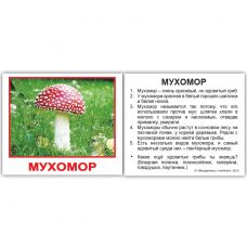Комплект карток "Гриби з фактами" МІНІ 20