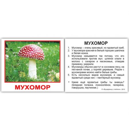 Комплект карток "Гриби з фактами" МІНІ 20