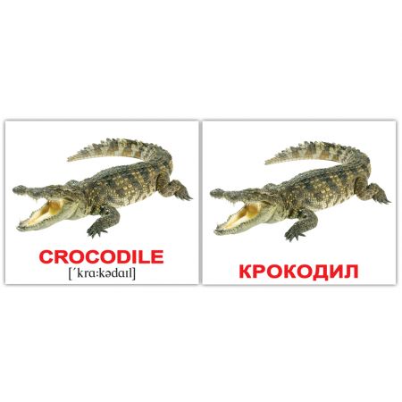Комплект карток "Водні тварини/Water animals" МІНІ 40