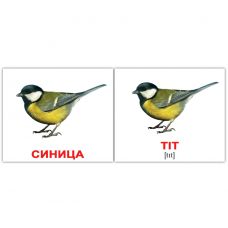 Комплект карток "Птахи/Birds" МІНІ 40