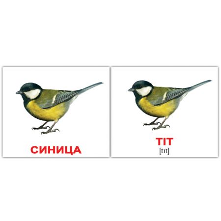 Комплект карток "Птахи/Birds" МІНІ 40