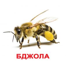 Комахи великі з фактами укр.