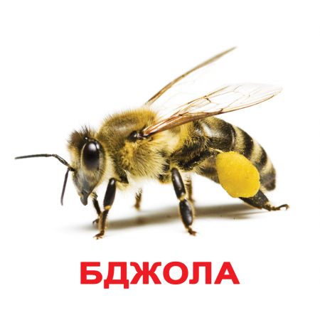 Комахи великі з фактами укр.