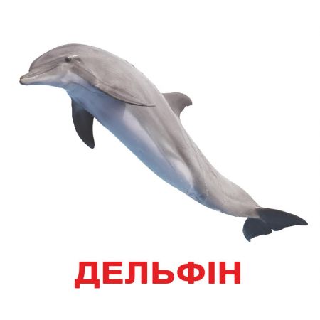 Мої перші знання великі з фактами (від 6 місяців до 5 років) укр.