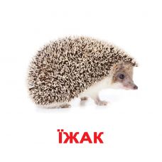 Великі українські картки з фактами "Дикі тварини" 