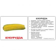 "Овочі з фактами" міні 40