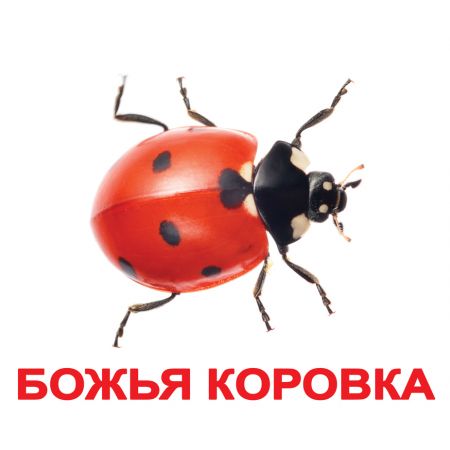Комплект карток "Комахи великі з фактами"
