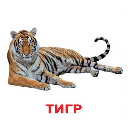 Комплект карток "Дикі тварини великі з фактами"