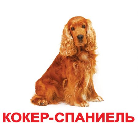 Комплект карток "Породи собак" великі з фактами