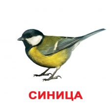 Комплект карток "Птахи великі з фактами"